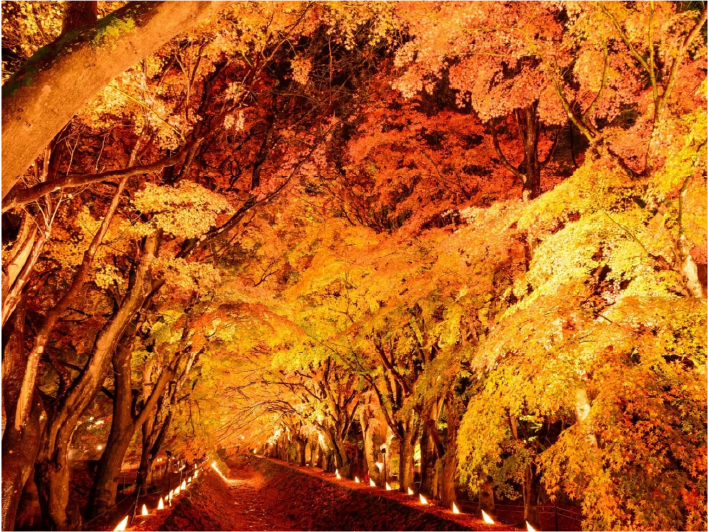 紅葉回廊