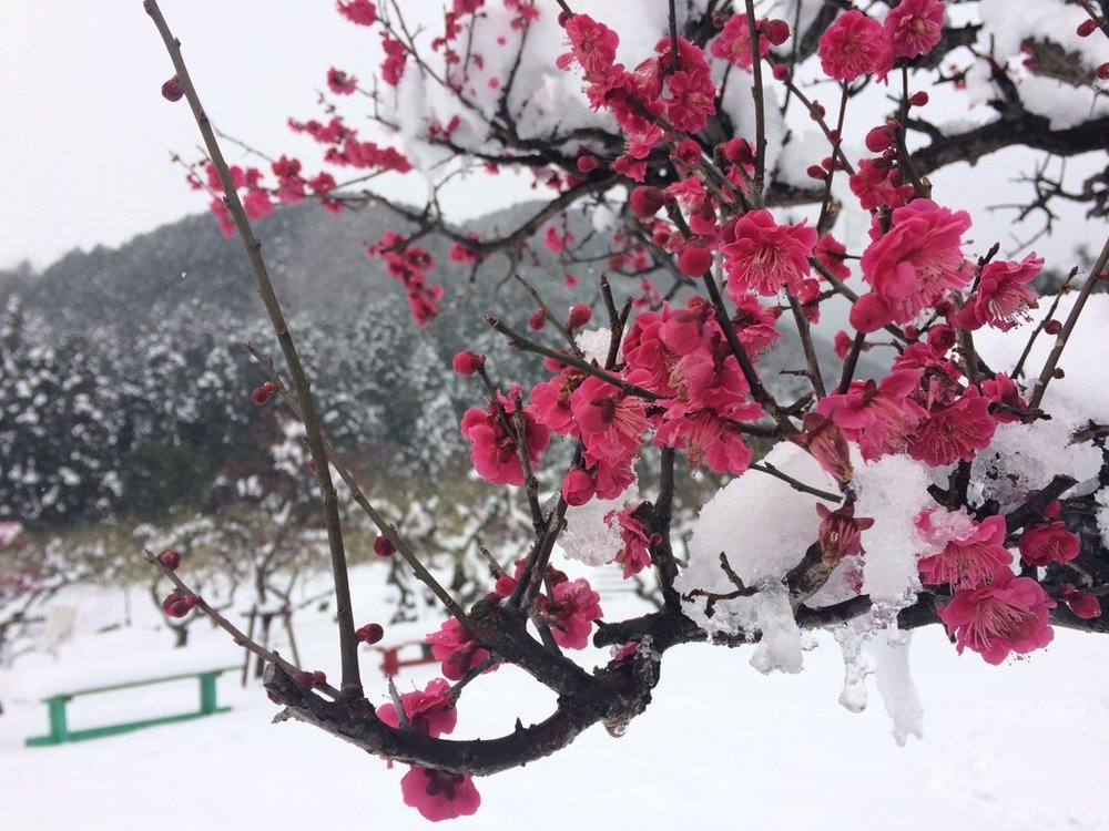 ume